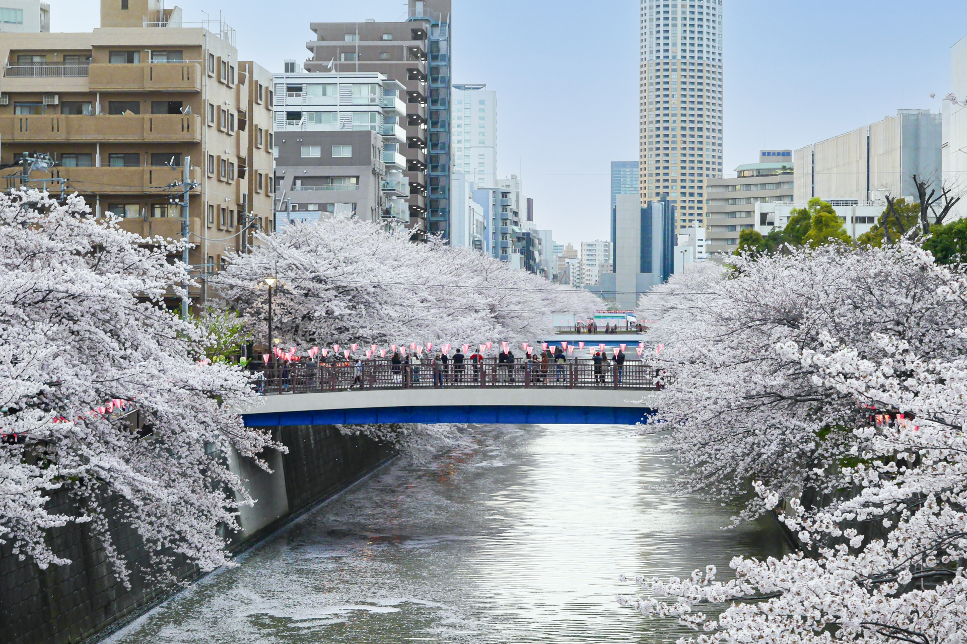 目黒川の桜まつり（東京都・目黒区）　アイキャッチ画像
